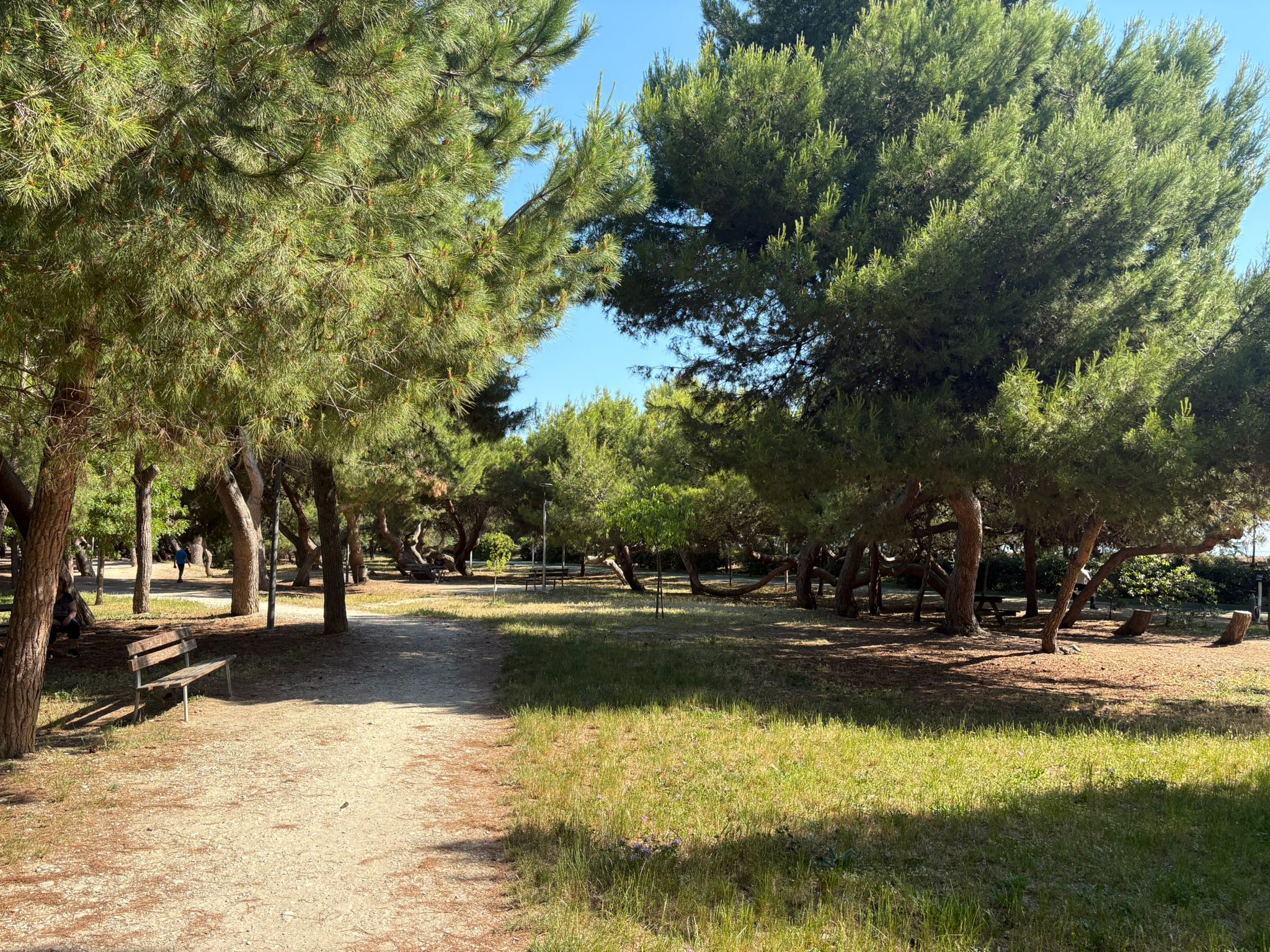 Pine grove